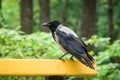 A crow sits on the back of a bench in the park