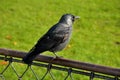 Crow sits and enjoy autumn weather at Kongs nytorv