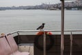 A crow sits on a fence on the deck of a ferry in Istanbul in rainy weather. Turkey