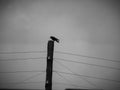A crow sits on a power line pole in the rain.