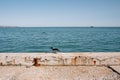 A crow sits on the seashore. The shore is reinforced with a concrete structure