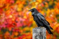 A crow sits on top of a weathered wooden post against a clear sky backdrop, Crow sitting on a fence post with a backdrop of fall