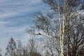 A crow sits on a tree branch in the forest