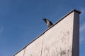 Crow sits on a wall. Berlin, Germany