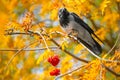 Crow sits warily on a bare thin branch and looks into the distance, beautiful yellowed foliage and clusters of ripe ash