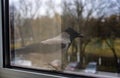 Crow sits on a windowsill outside the window