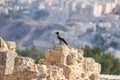 Crow sitting on archaeological excavations of the crusader fortress located on the site of the tomb of the prophet Samuel on