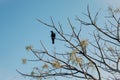 Crow sitting on the bare branches Royalty Free Stock Photo