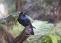 Crow sitting on branch in Australia.