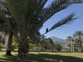 A Crow sitting on a branch of an palm tree of an Beautiful Green Garden at an fine evening with the background of an mountains and Royalty Free Stock Photo