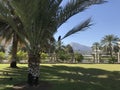 A Crow sitting on a branch of an palm tree of an Beautiful Green Garden at an fine evening with the background of an mountains and Royalty Free Stock Photo