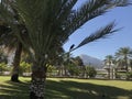 A Crow sitting on a branch of an palm tree of an Beautiful Green Garden at an fine evening with the background of an mountains and Royalty Free Stock Photo