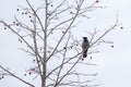 A crow sitting on the branch with tree fruits during grey winter day.