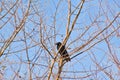 Crow sitting in the branches of a bare tree Royalty Free Stock Photo