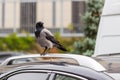 Crow sitting on car rooftop. Birds droppings on car. Outdoor parking. Paint and lacquer damage. Carwash concept
