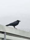 Crow sitting on concrete wall on an overcast day