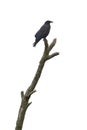 Crow sitting on dead tree Royalty Free Stock Photo