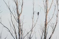 Crow sitting on dry tree Royalty Free Stock Photo