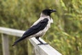 Crow sitting on the fence Royalty Free Stock Photo