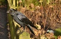 Crow sitting garden fence Royalty Free Stock Photo