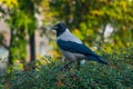 crow sitting on a green bush in city