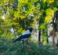 crow sitting on a green bush in city