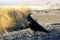 A crow sitting on the ground of death valley, looking at the desert ahead Royalty Free Stock Photo