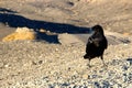 A crow sitting on the ground of death valley, looking at the desert ahead Royalty Free Stock Photo