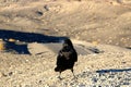 A crow sitting on the ground of death valley, looking at the desert ahead Royalty Free Stock Photo