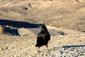 A crow sitting on the ground of death valley, looking at the desert ahead