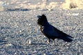 A crow sitting on the ground of death valley, looking at the desert ahead