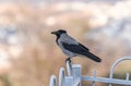 Crow sitting on a metal fence of the Muslim part of the tomb of the grave of the prophet Samuel on Mount of Joy near Jerusalem in