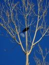 The crow sitting over tree branches. Moon background. Royalty Free Stock Photo