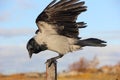 Crow sitting on a pole with its wings outstretched