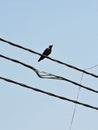 A crow sitting on power cable