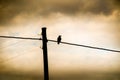 Crow sitting on a power line