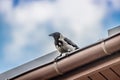 Crow sitting on the roof on a background of blue sky Royalty Free Stock Photo