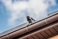 Crow sitting on the roof on a background of blue sky Royalty Free Stock Photo