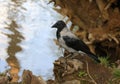 Crow is sitting on the roots of a tree on the bank of the river Royalty Free Stock Photo