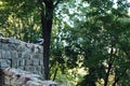 Crow sitting on stone old wall in green trees in center park in Riga Latvia Royalty Free Stock Photo