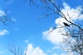 Crow sitting on tree branches against the sky Royalty Free Stock Photo