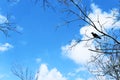 Crow sitting on tree branches against the sky