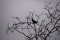 A crow is sitting on the withered branches of a tree.