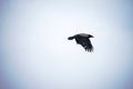 Crow in skies Royalty Free Stock Photo
