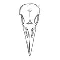 Crow skull sketch. Halloween skull for spooky designs. Vector illustration
