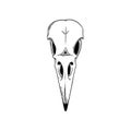 Crow skull sketch. Halloween skull for spooky designs. Vector illustration