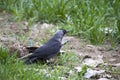 Crow, smart crow looking for bait, intelligent bird-type crow, cute black crow