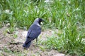 Crow, smart crow looking for bait, intelligent bird-type crow, cute black crow