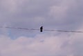 A black Raven sits on electrical wires.