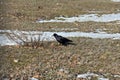 Crow on the snowy ground